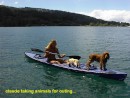 claude animals kayak